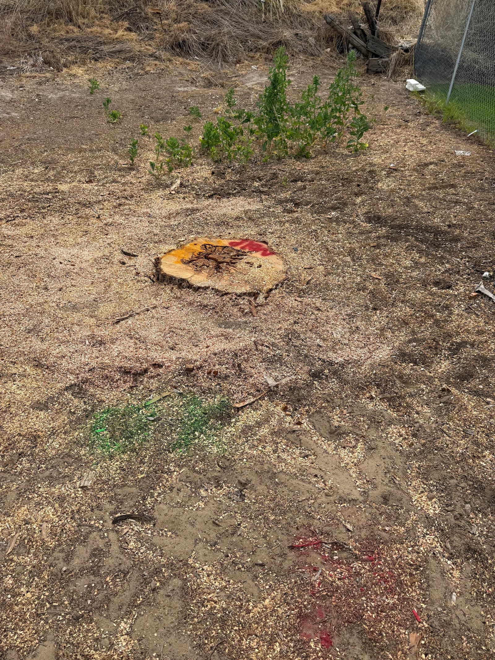 Before stump removal